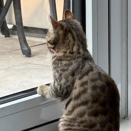 Enlarge Mia, an adoptable mixed breed in Hamilton, ON image 4/6