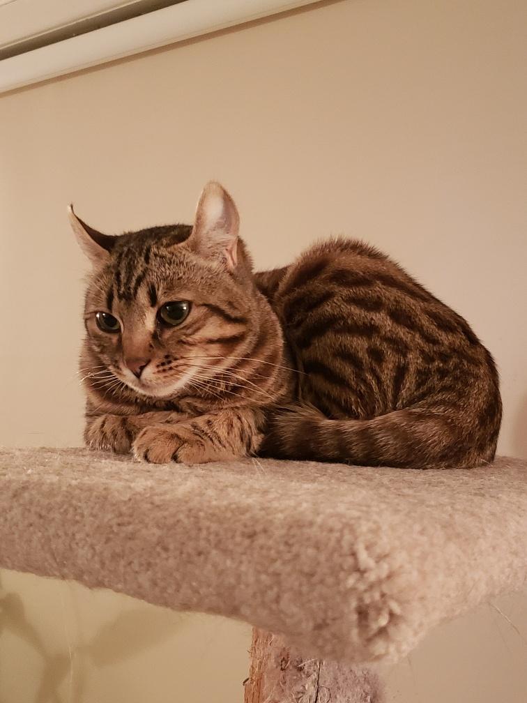 Enlarge Mia, an adoptable mixed breed in Hamilton, ON image 5/6