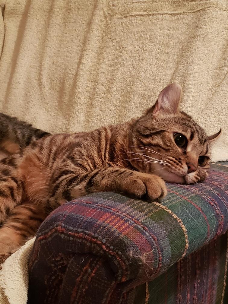 Enlarge Mia, an adopted mixed breed in Hamilton, ON image 1/6