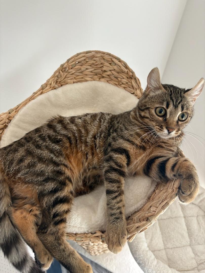 Enlarge Mia, an adoptable mixed breed in Hamilton, ON image 6/6