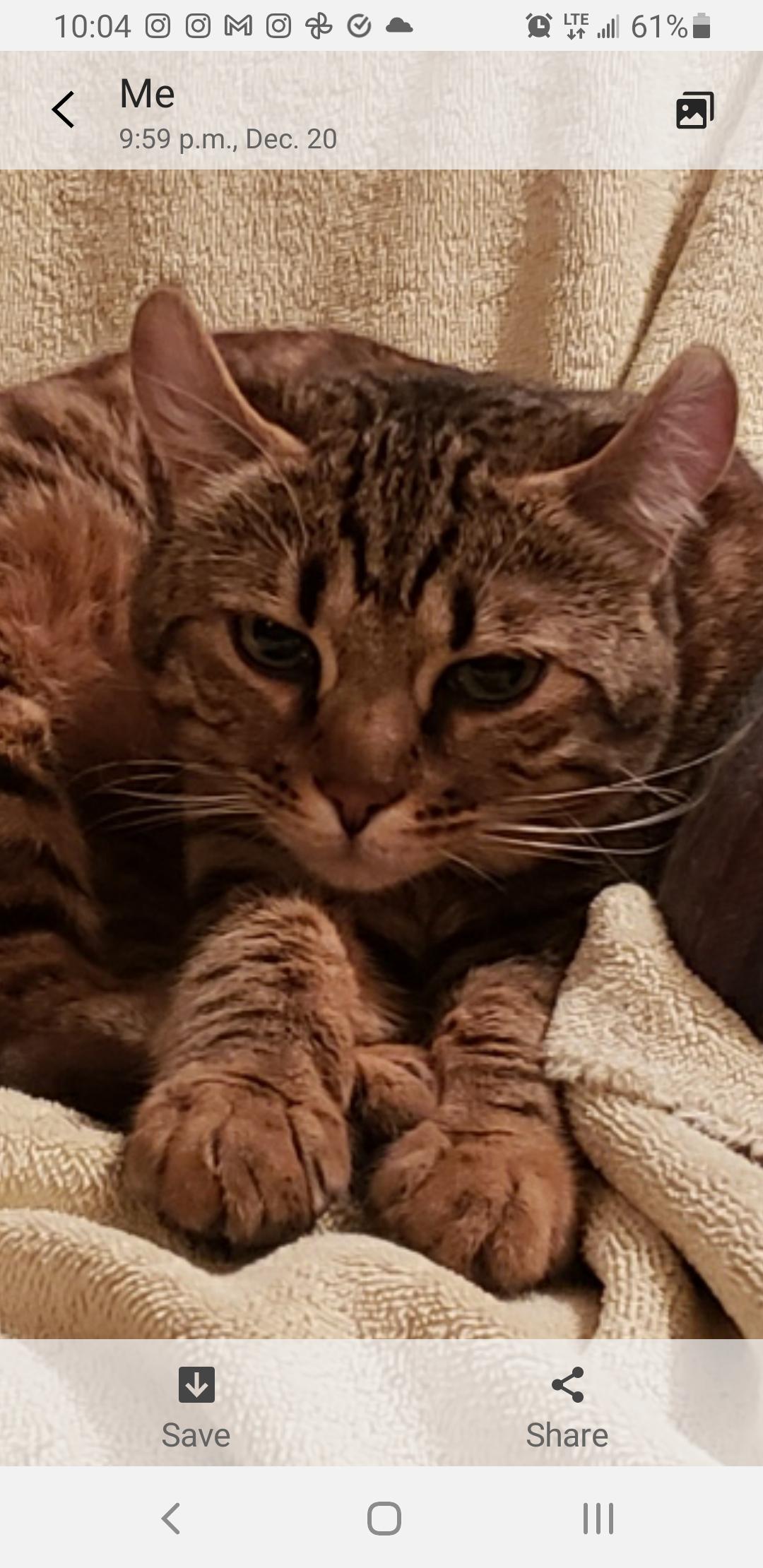 Enlarge Mia, an adopted mixed breed in Hamilton, ON image 4/6