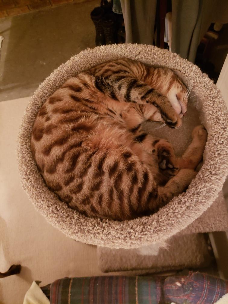 Enlarge Mia, an adopted mixed breed in Hamilton, ON image 5/6