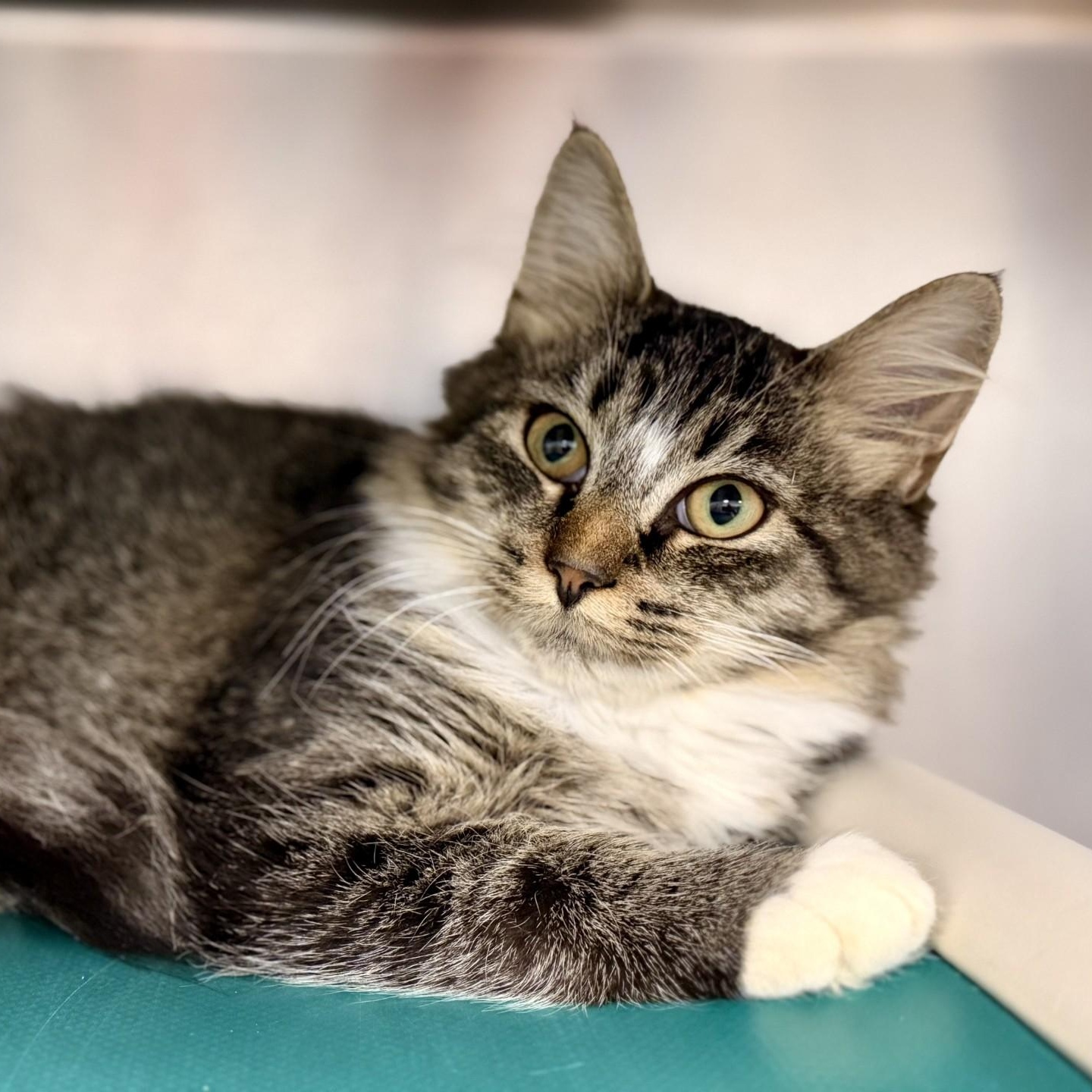 Enlarge Anette, a Adoptable Domestic Medium Hair in Manahawkin, NJ image 2/2