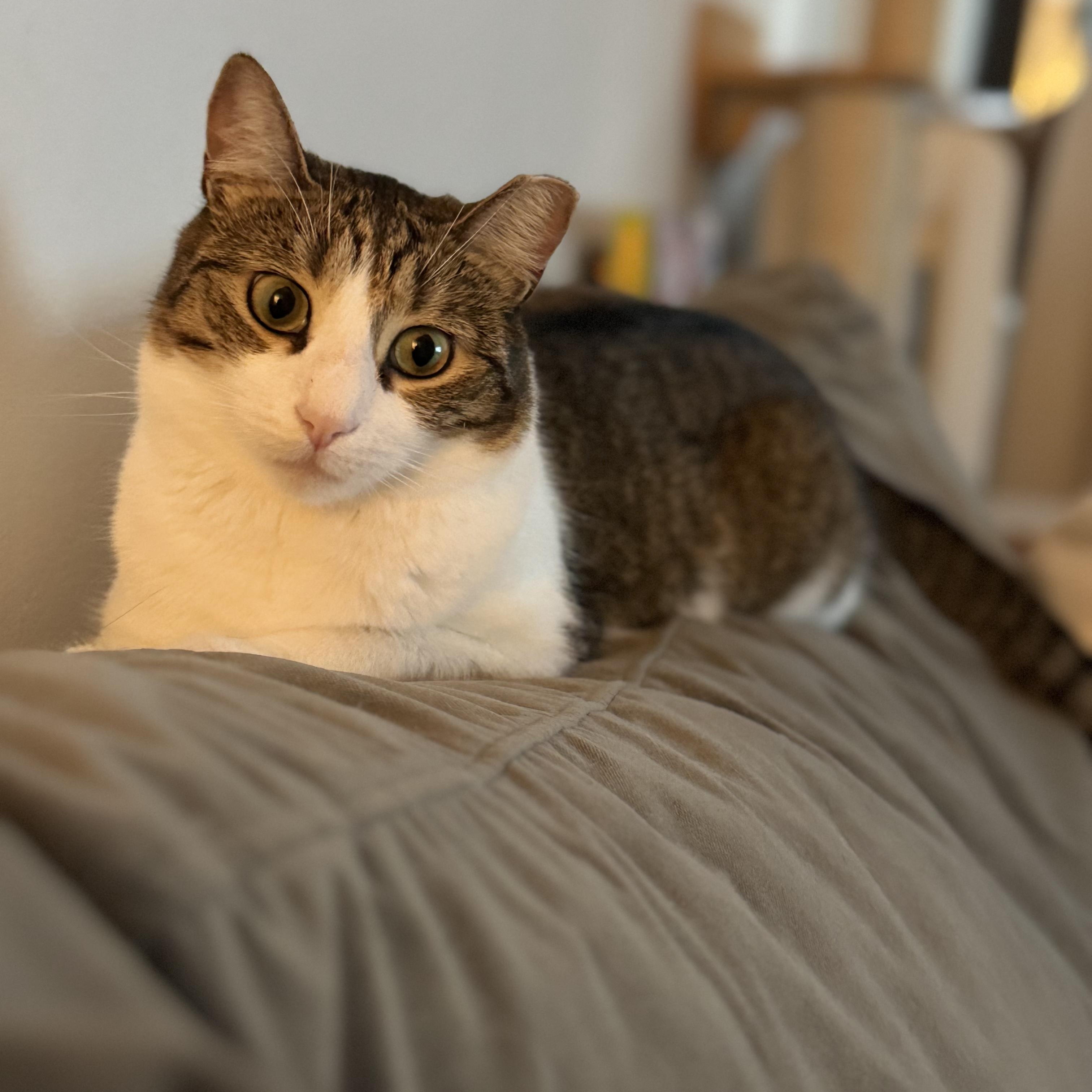 Gentle Soul, Playful Spirit – Meet Tippi, a Adoptable Domestic Short Hair in Enfield, CT image 4/6