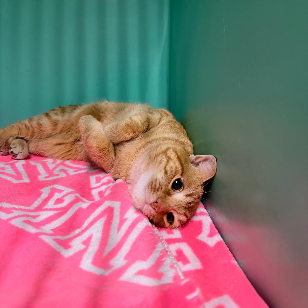 Tiny Tim thumbnail 3