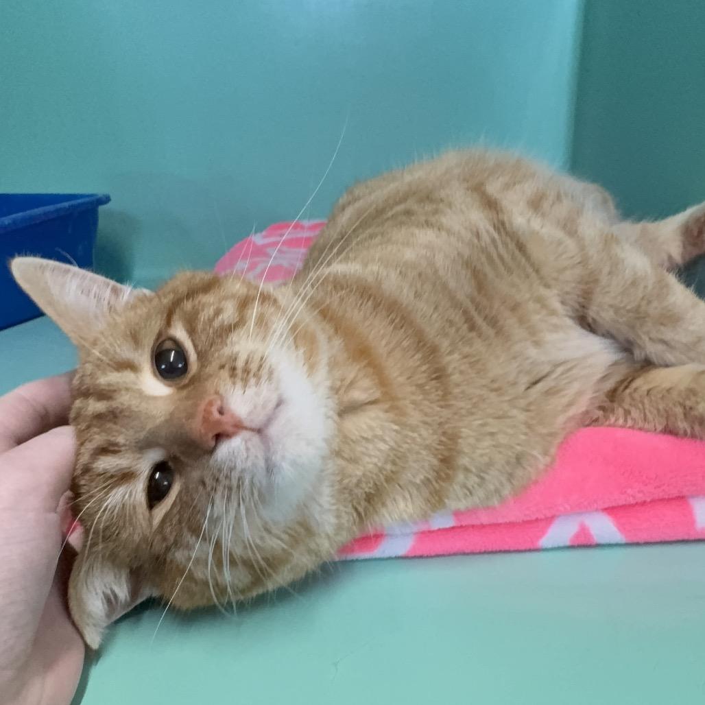 Tiny Tim thumbnail 4