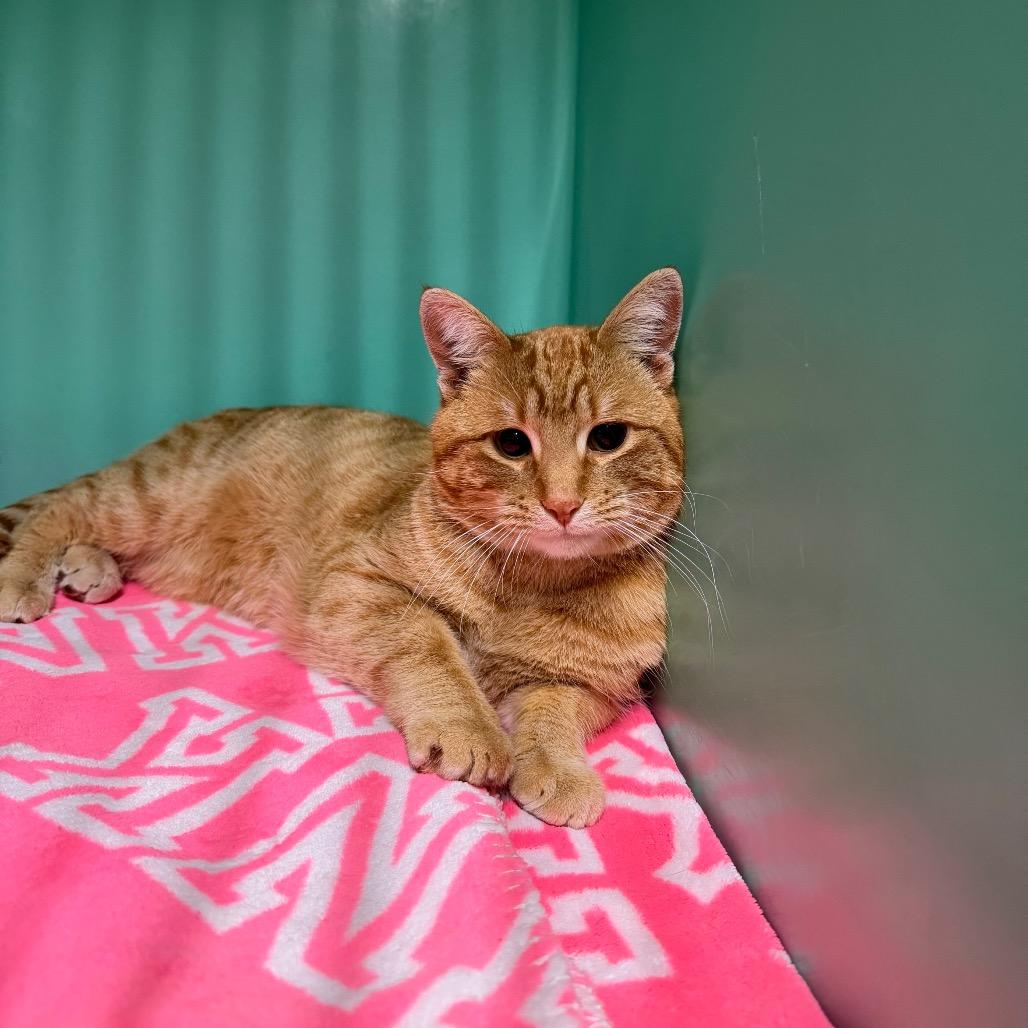 Tiny Tim thumbnail 5