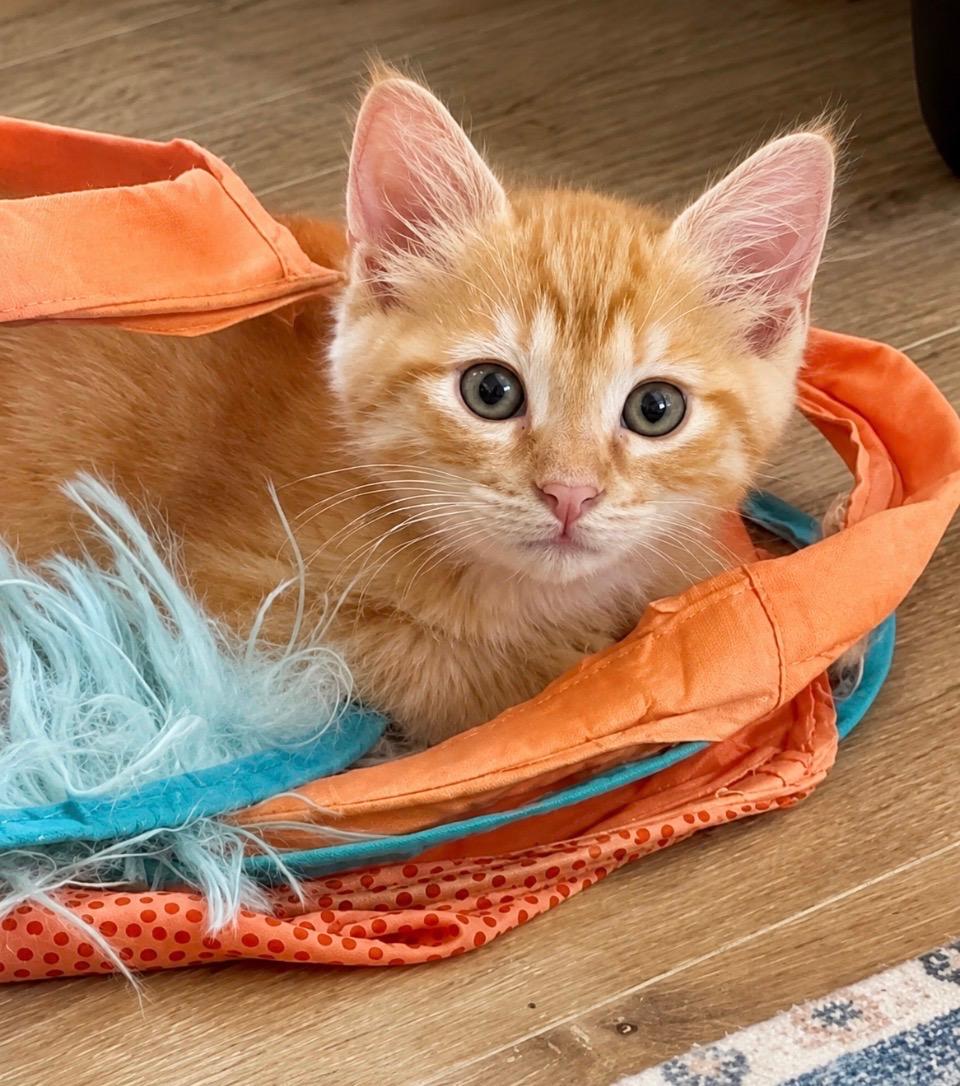 Oliver, a ADOPTABLE Domestic Short Hair in Queen Creek, AZ image 3/3