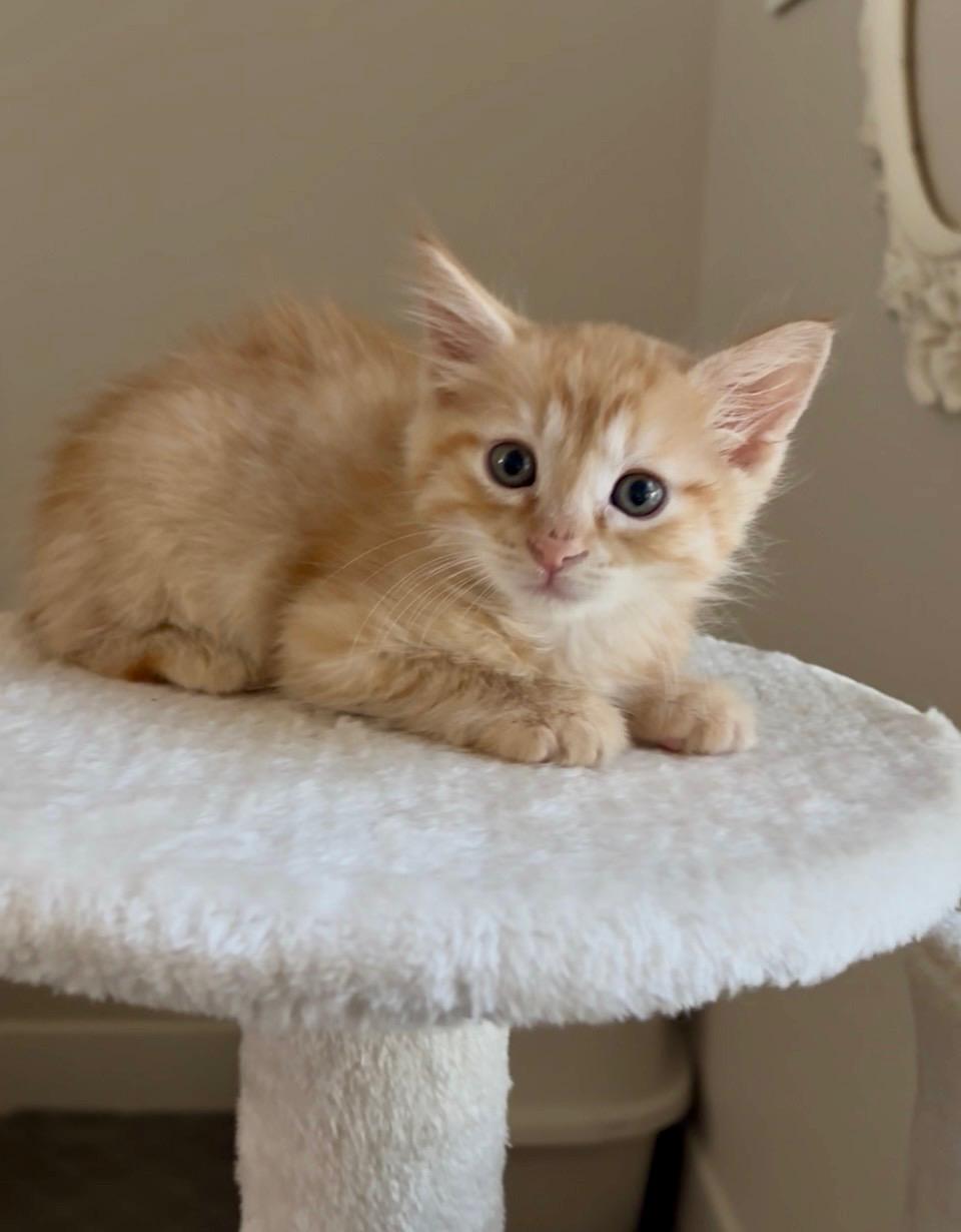 Oliver, a ADOPTABLE Domestic Short Hair in Queen Creek, AZ image 2/3