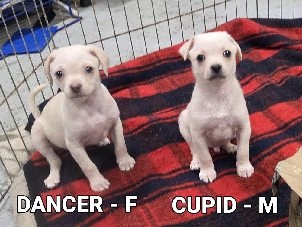 Cupid, Adopted, Adult Male Chihuahua.