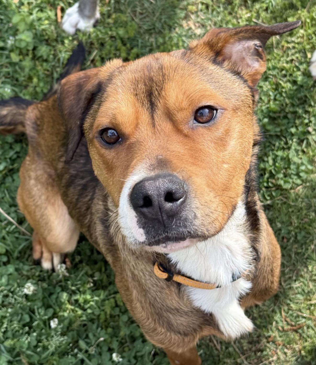 Ferris Bueller, adopted, Adult Male Shepherd.