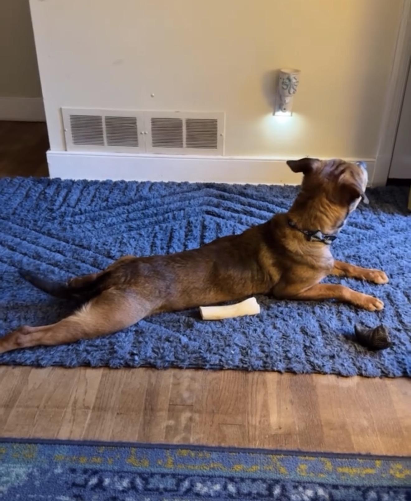 Ferris Bueller, an adopted mixed breed in Richmond, VA image 6/6