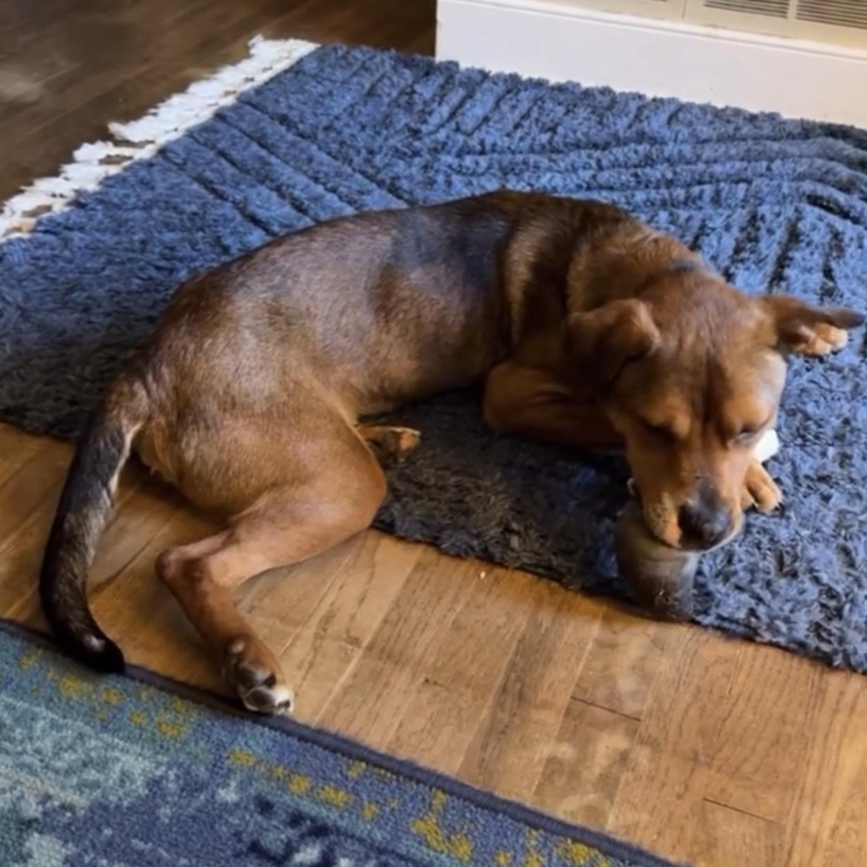Ferris Bueller, an adopted mixed breed in Richmond, VA image 4/6