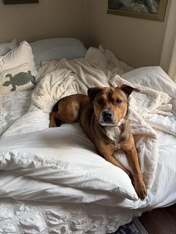 Ferris Bueller, an adopted mixed breed in Richmond, VA image 2/6
