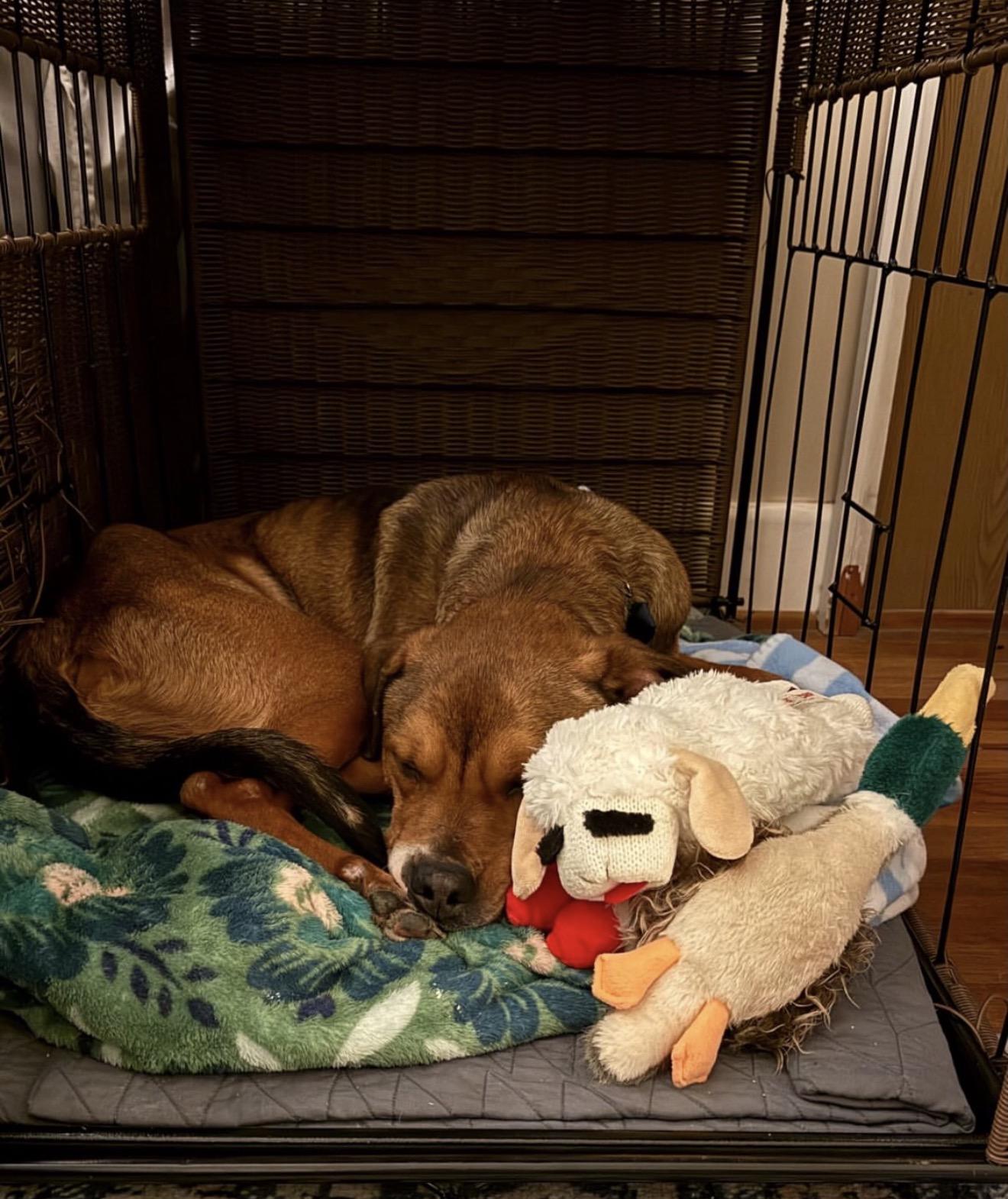 Ferris Bueller, an adopted mixed breed in Richmond, VA image 5/6