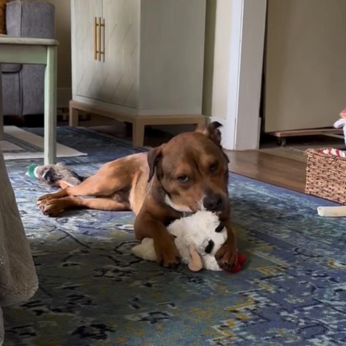 Ferris Bueller, an adopted mixed breed in Richmond, VA image 3/6