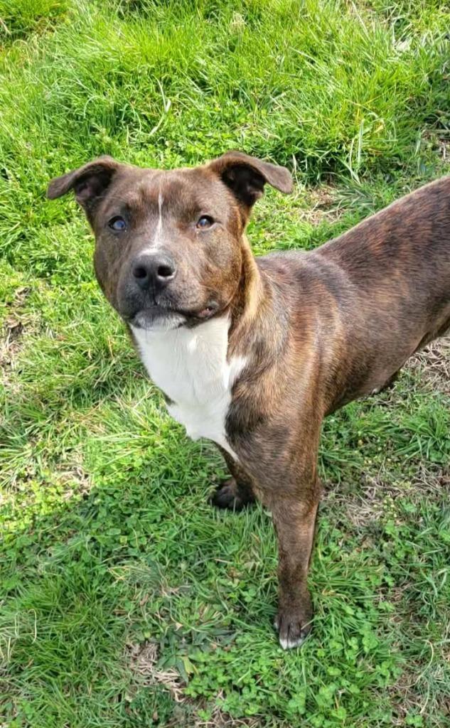 Remy, Adoptable, Puppy Male Labrador Retriever & Pit Bull Terrier.