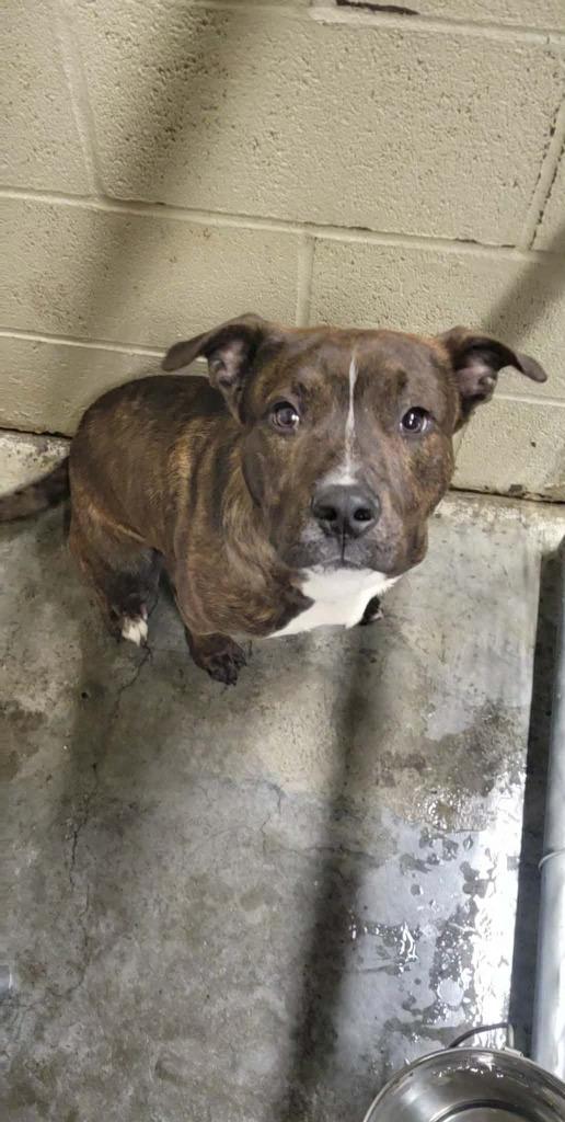 Enlarge Remy, a Adoptable mixed breed in Shelbyville, TN image 1/3