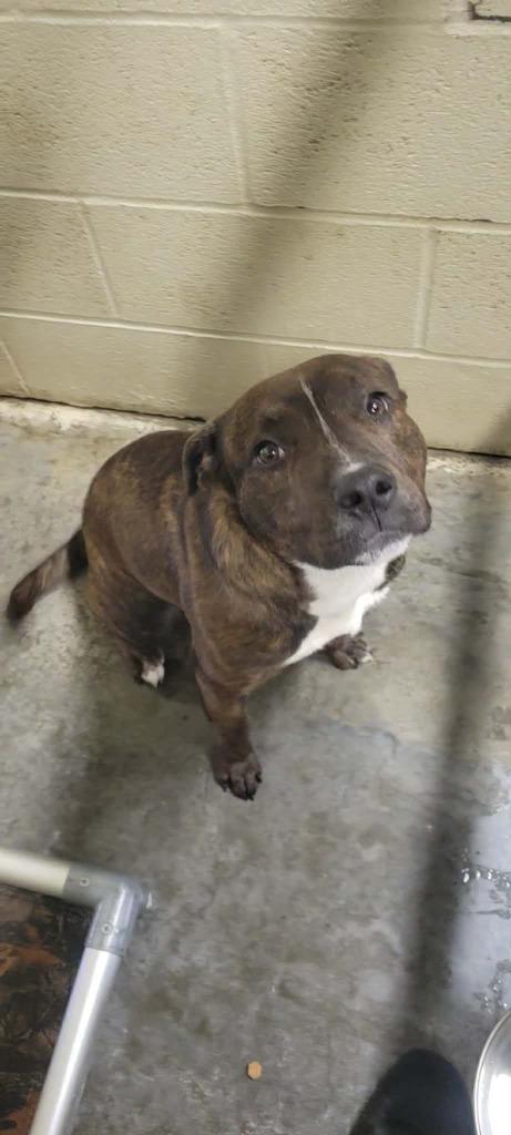 Enlarge Remy, a Adoptable mixed breed in Shelbyville, TN image 2/3