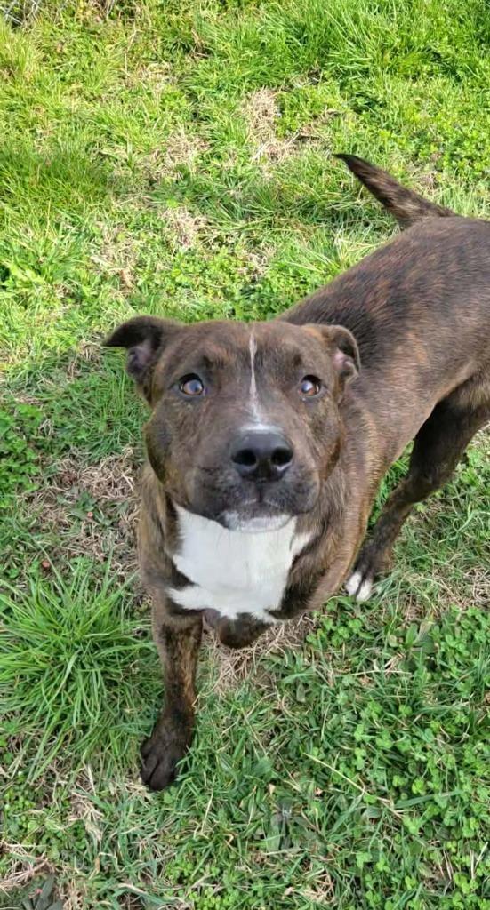 Enlarge Remy, a Adoptable mixed breed in Shelbyville, TN image 4/6