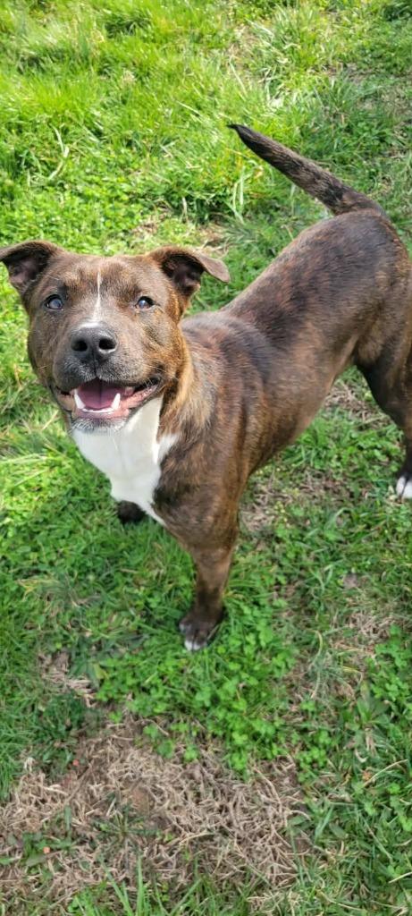 Enlarge Remy, a Adoptable mixed breed in Shelbyville, TN image 5/6