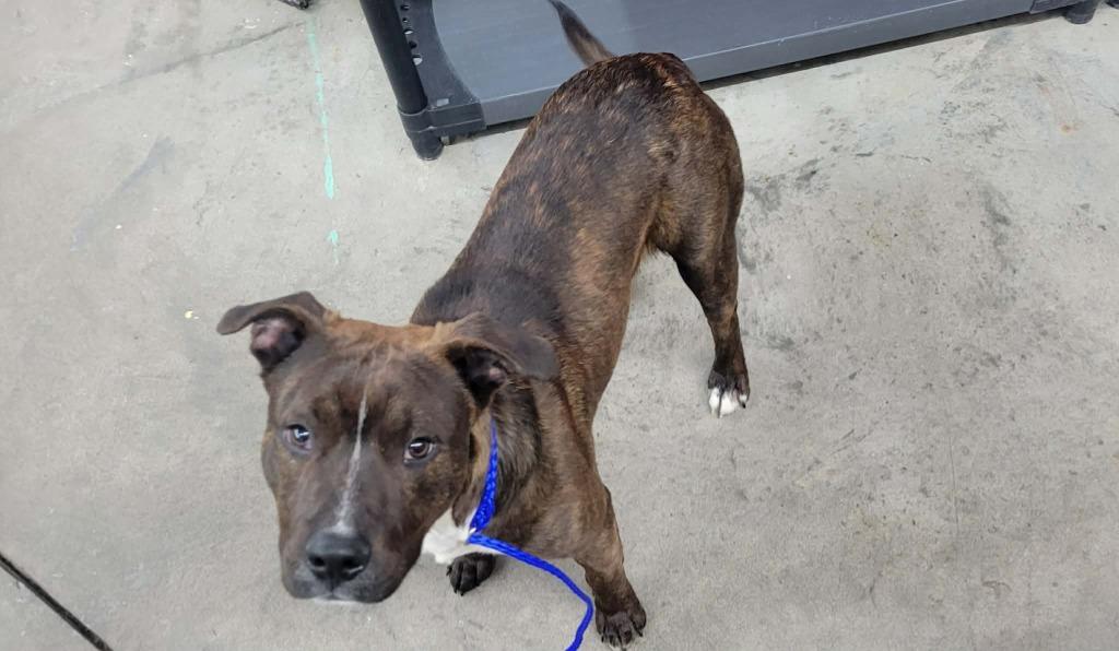 Enlarge Remy, a Adoptable mixed breed in Shelbyville, TN image 3/3