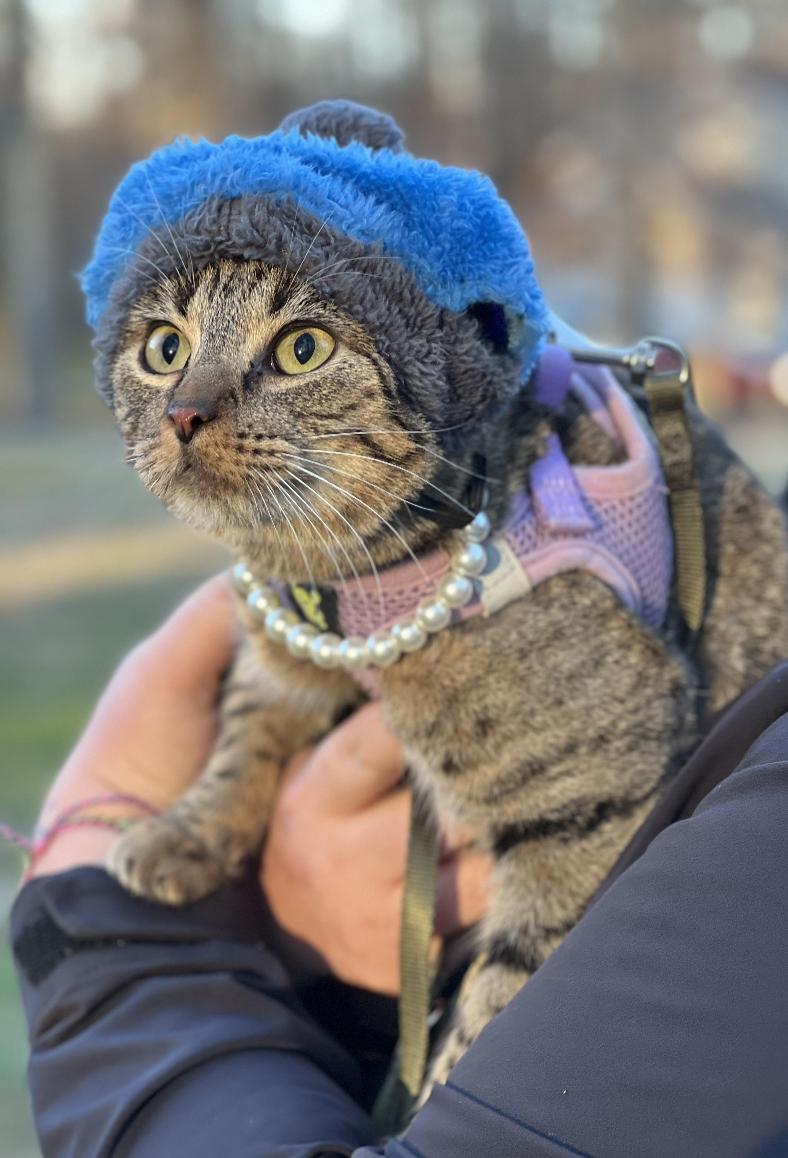 Ivory, ADOPTABLE, Adult Female Tabby.