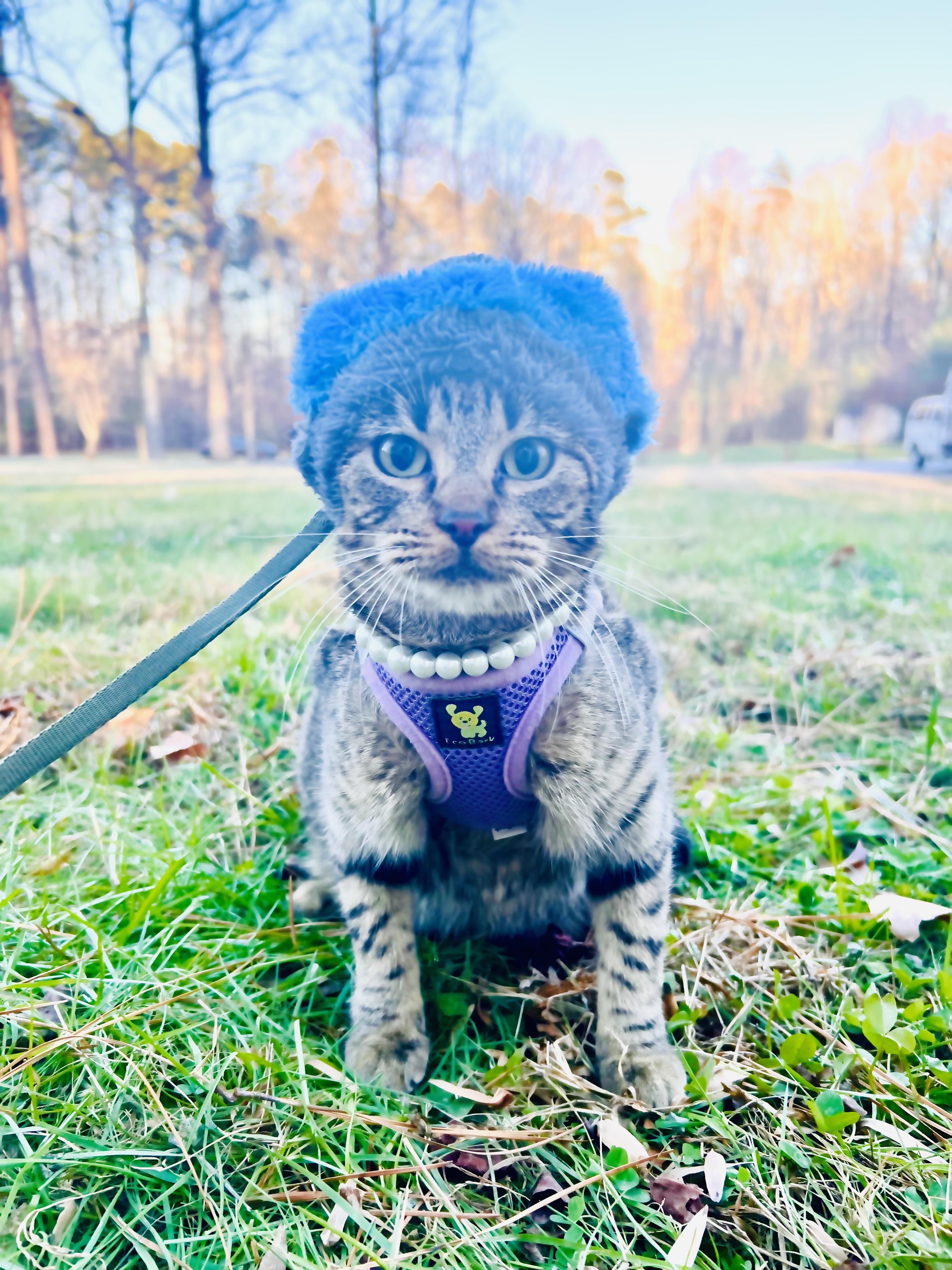 Enlarge Ivory, a ADOPTABLE mixed breed in Hughesville, MD image 2/5