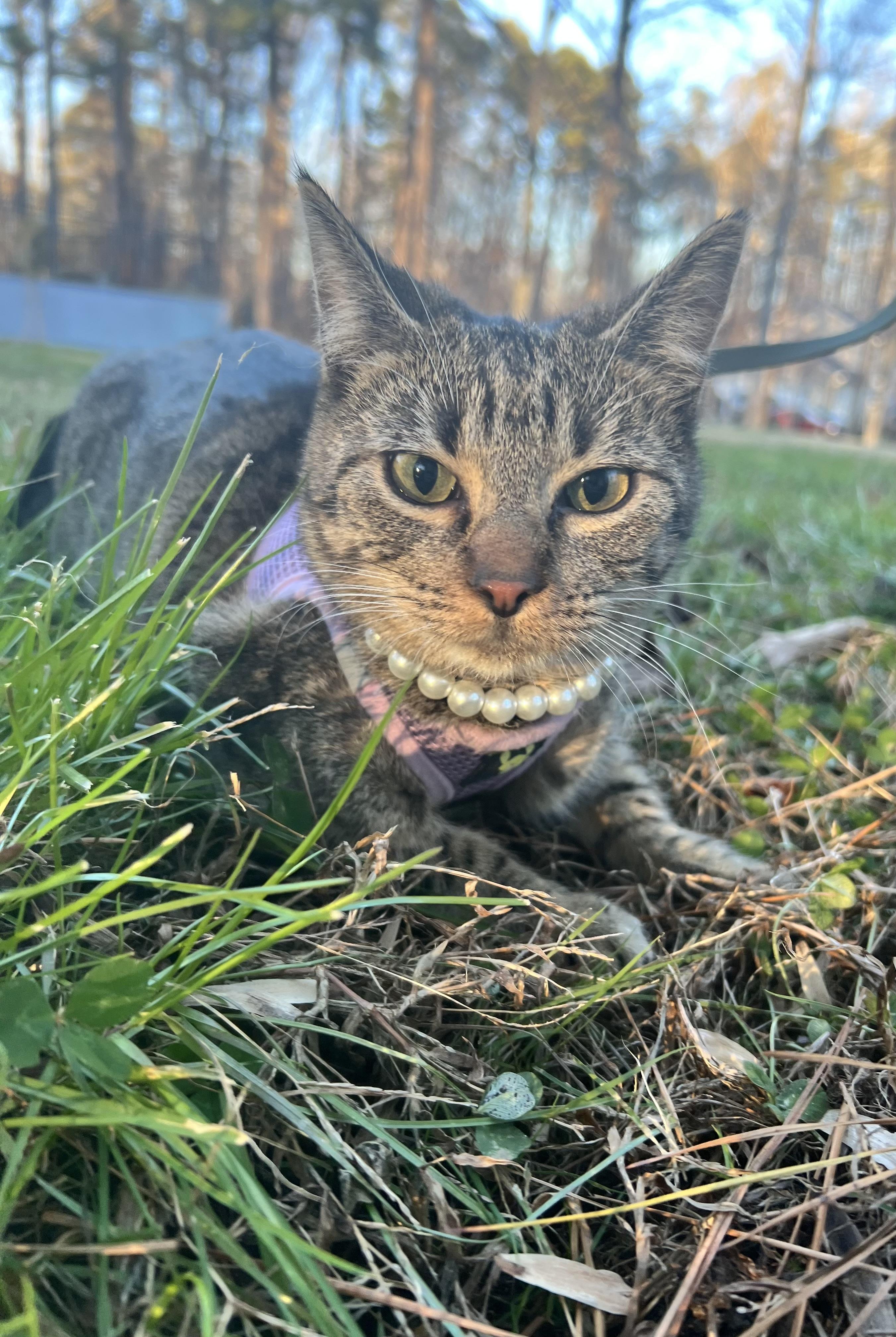 Enlarge Ivory, a ADOPTABLE mixed breed in Hughesville, MD image 3/5