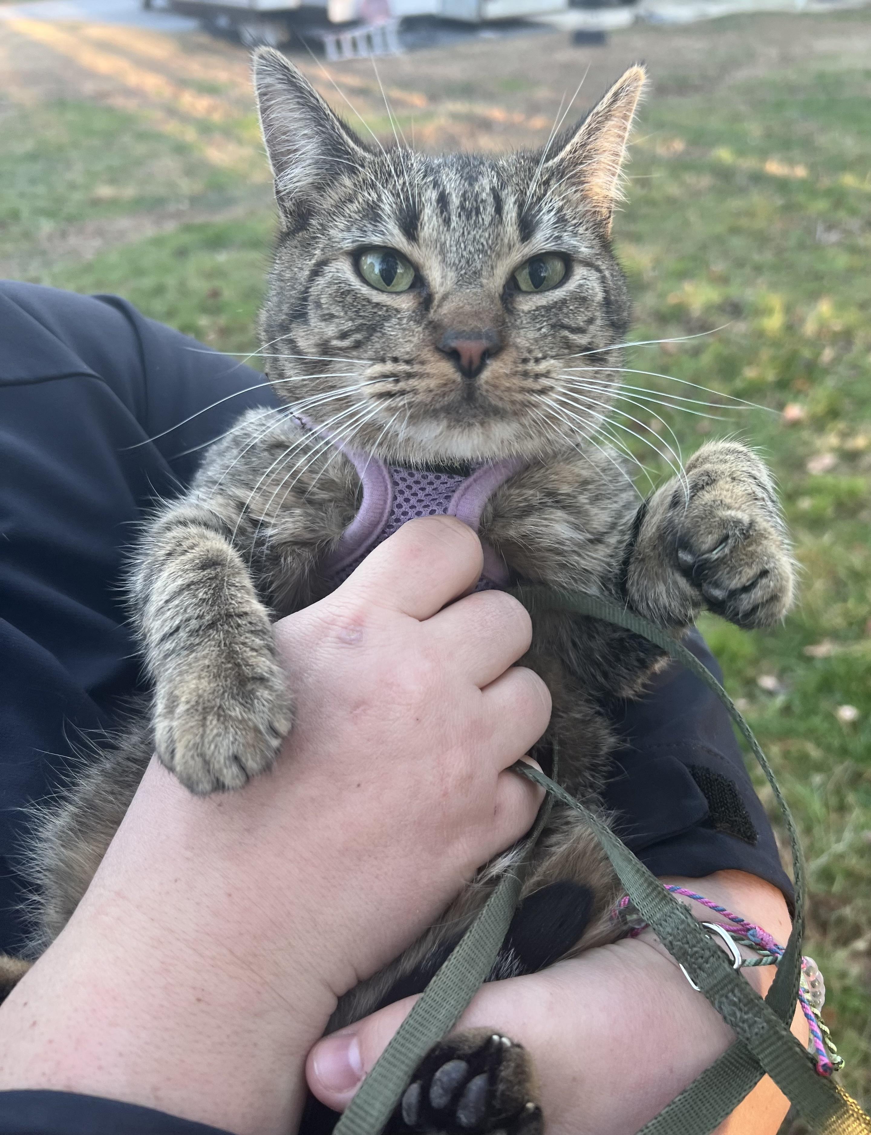 Enlarge Ivory, a ADOPTABLE mixed breed in Hughesville, MD image 4/5