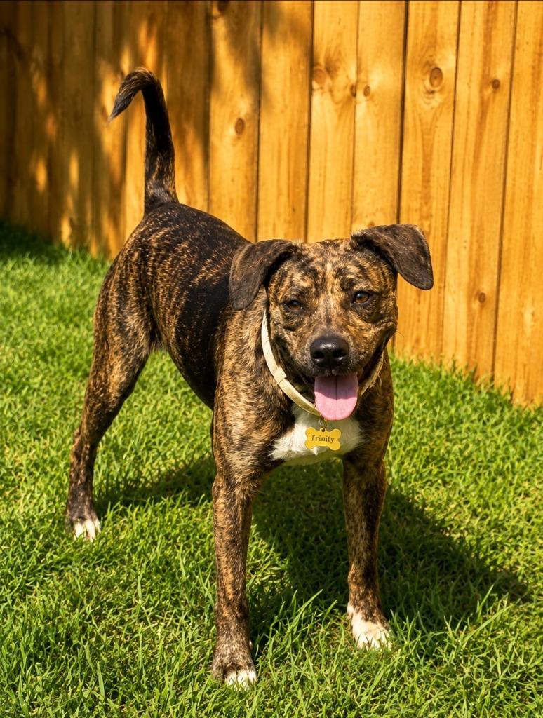 Enlarge Trinty, a Adoptable Mountain Cur in Centralia, IL image 2/2