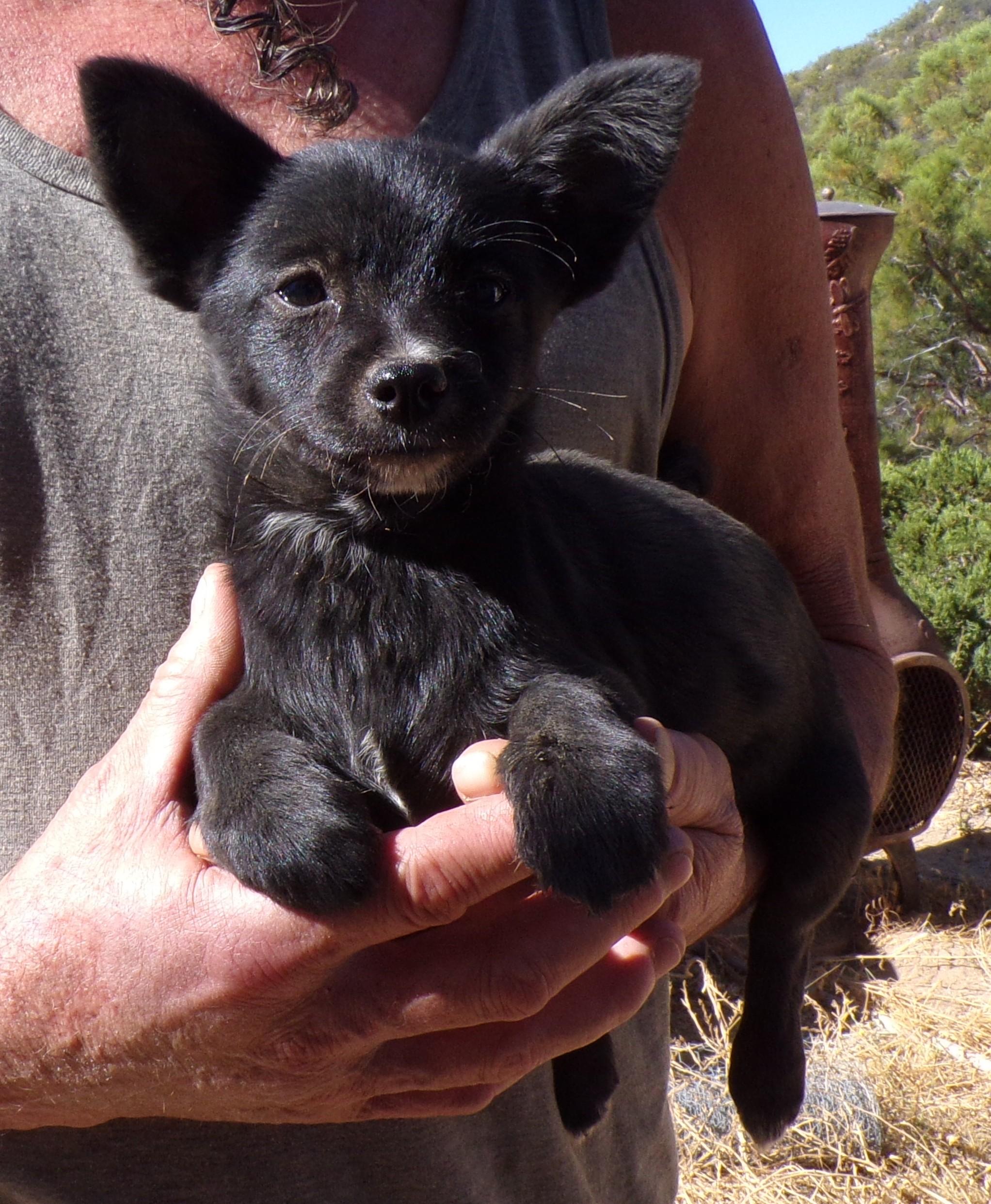 Enlarge JENNY, a ADOPTABLE mixed breed in Corona, CA image 2/3