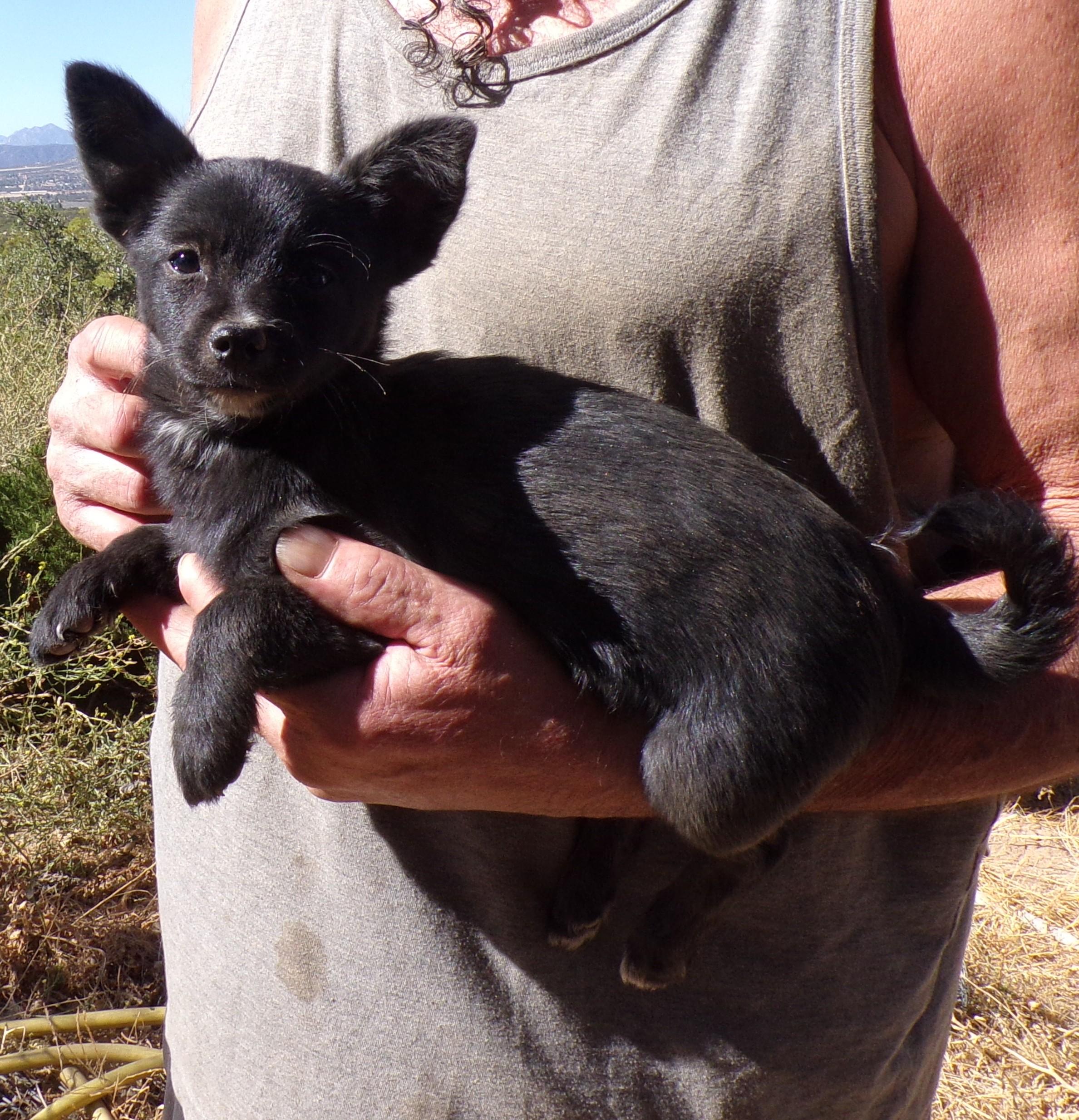 JENNY, ADOPTABLE, Puppy Female Schipperke & Chihuahua.