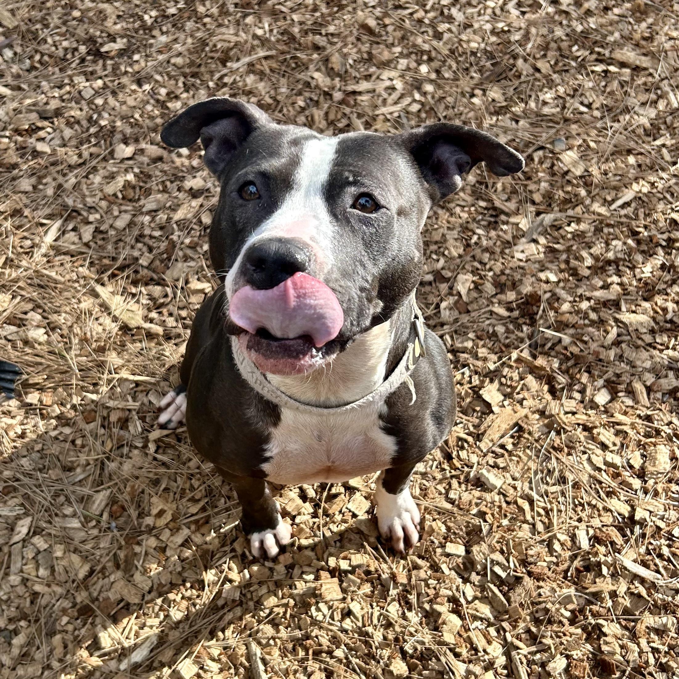 Enlarge Princess Donut, a ADOPTABLE Pit Bull Terrier in Grass Valley, CA image 3/6