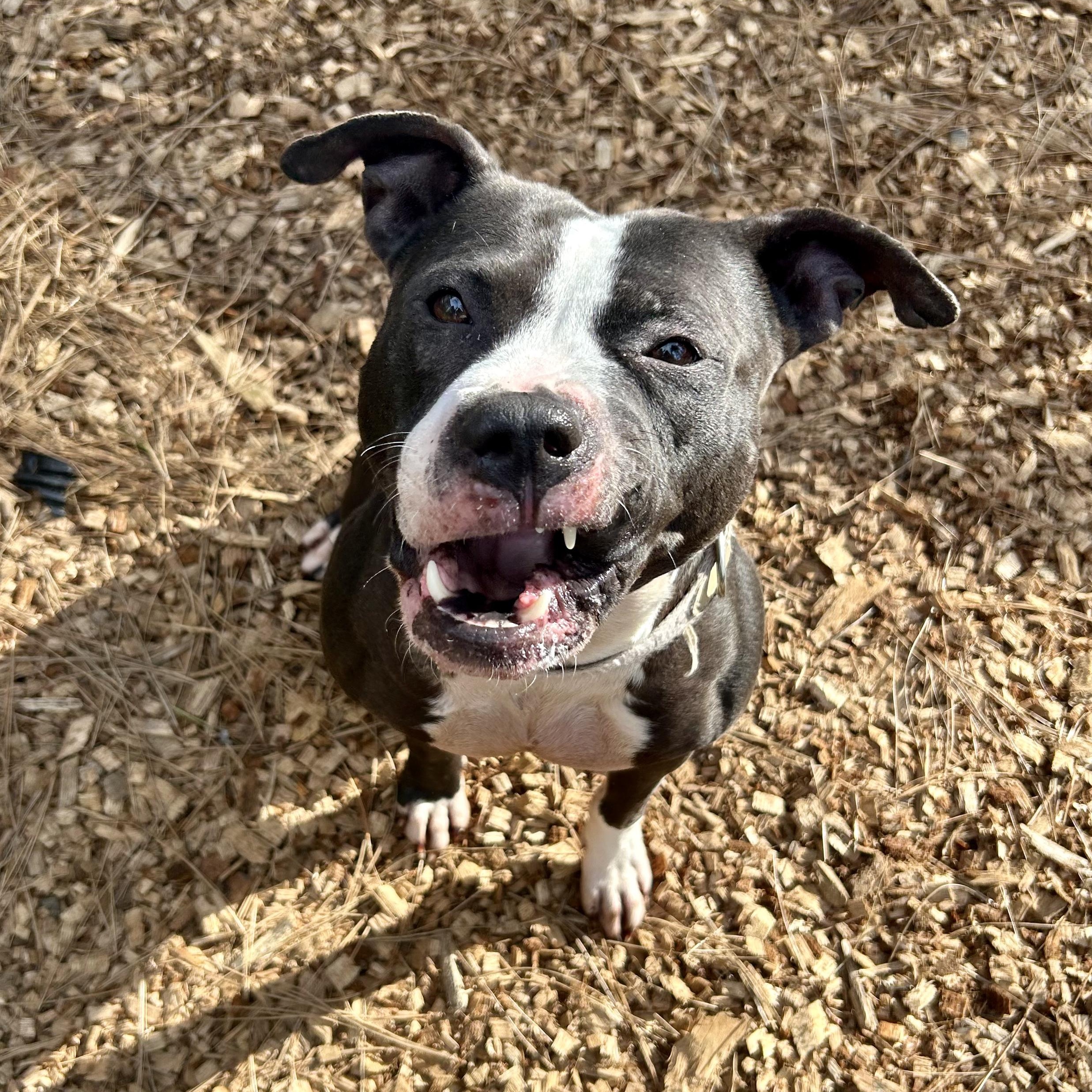 Enlarge Princess Donut, a ADOPTABLE Pit Bull Terrier in Grass Valley, CA image 4/6