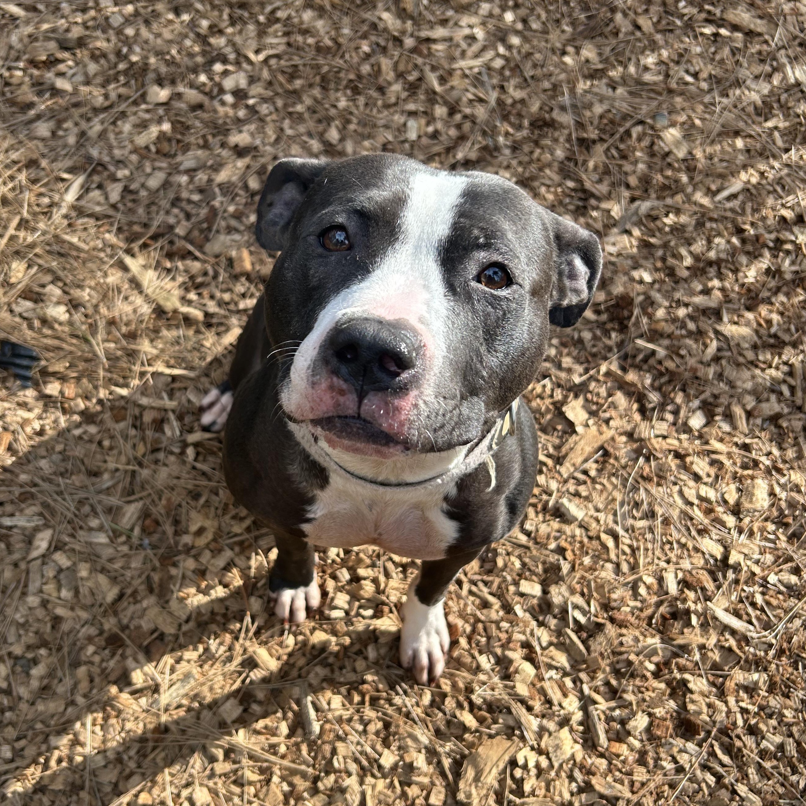 Enlarge Princess Donut, a ADOPTABLE Pit Bull Terrier in Grass Valley, CA image 5/6