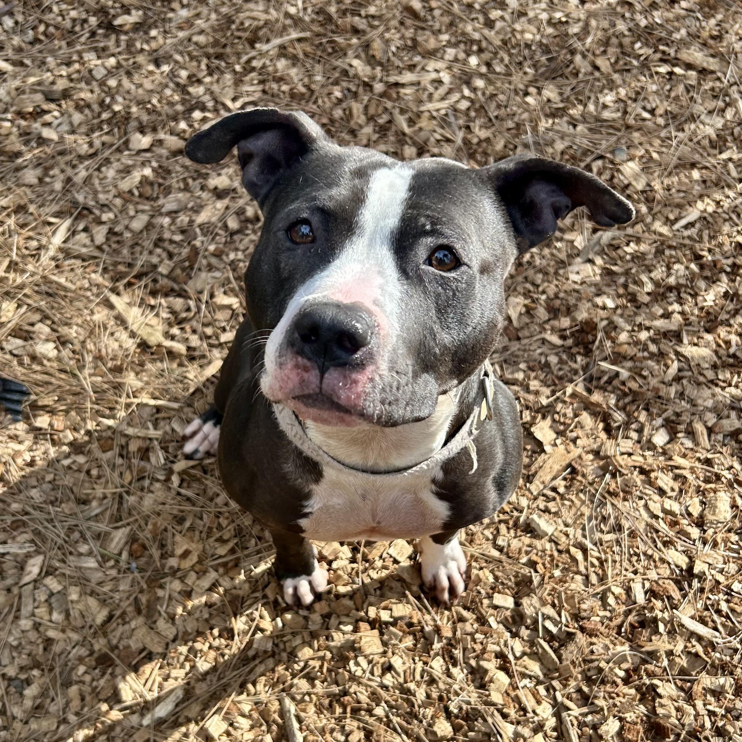 Enlarge Princess Donut, a ADOPTABLE Pit Bull Terrier in Grass Valley, CA image 6/6