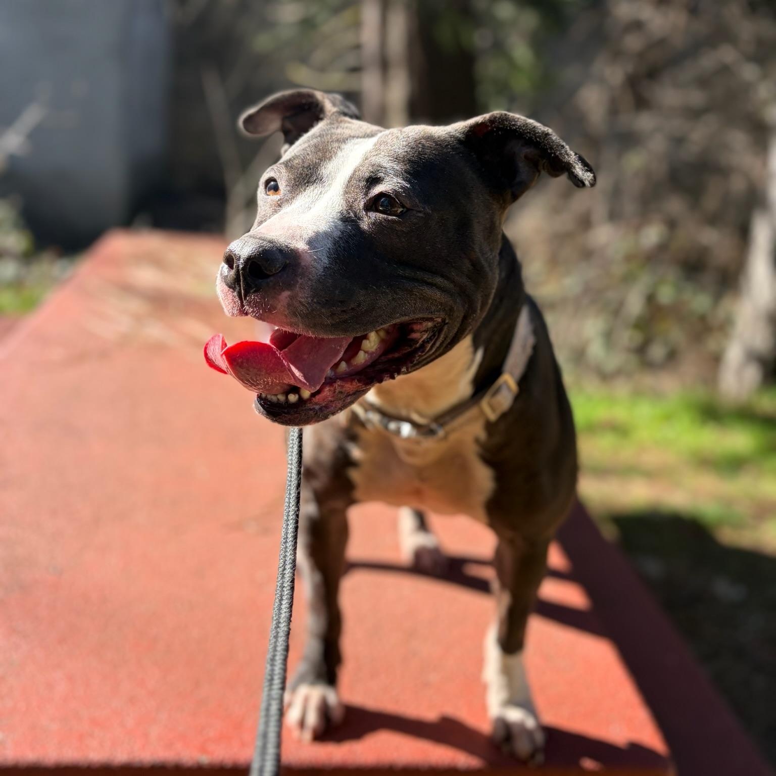 Princess Donut, ADOPTABLE, Adult Female Pit Bull Terrier.