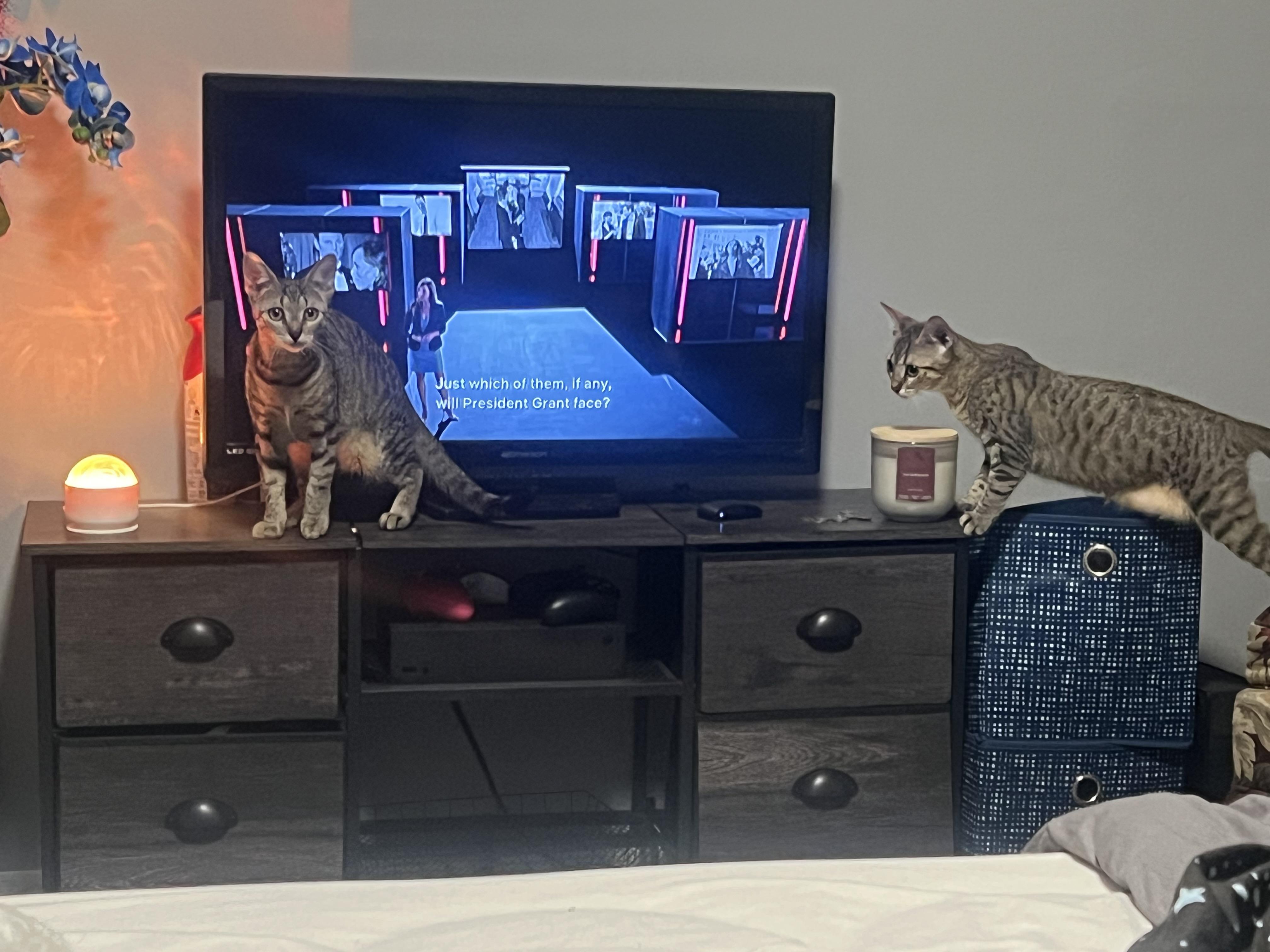 Enlarge Freda and Mira, an adopted mixed breed image 2/4