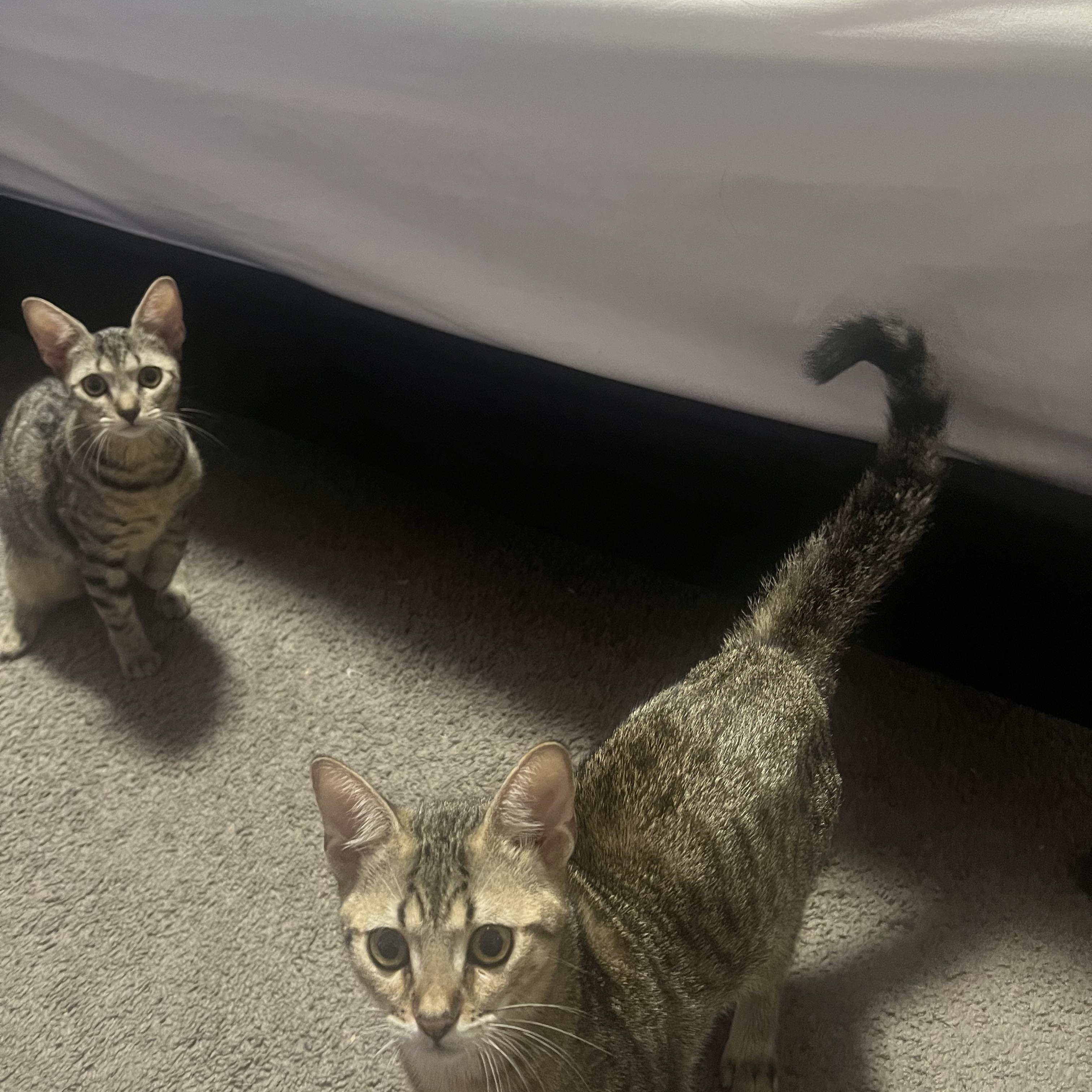 Enlarge Freda and Mira, an adopted mixed breed image 3/4