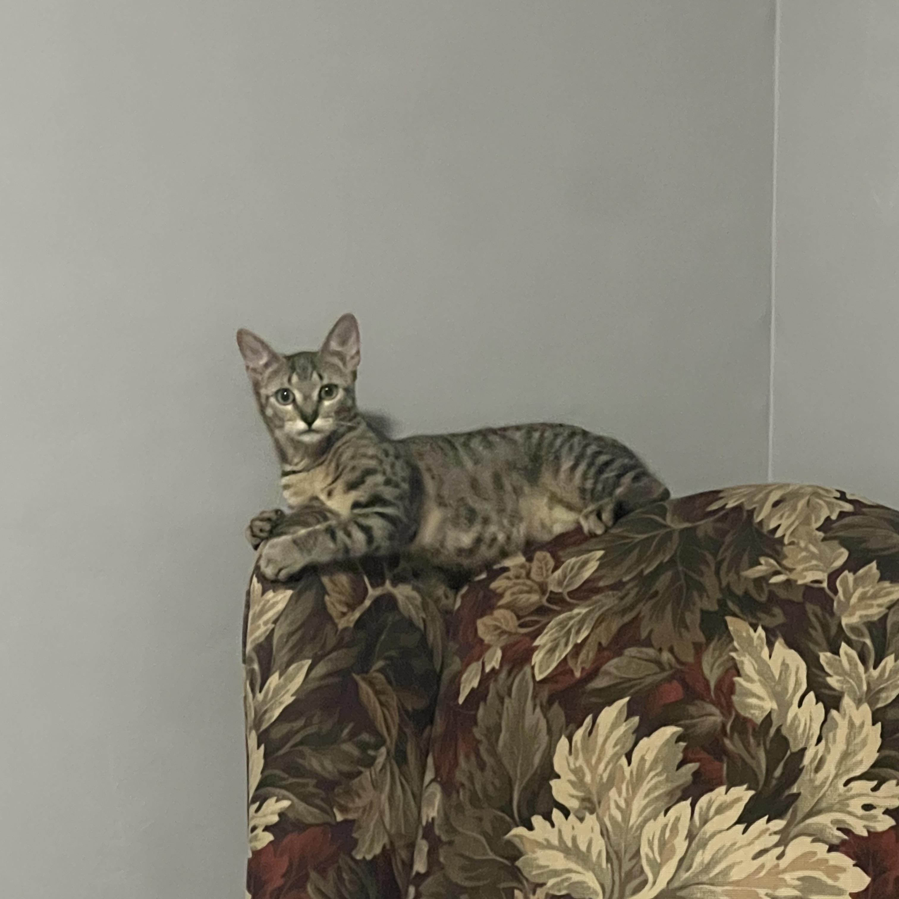 Enlarge Freda and Mira, an adopted mixed breed image 4/4