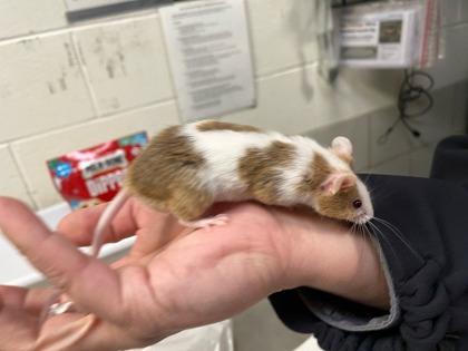 Schmaltz, Adoptable, Adult Male Mouse.