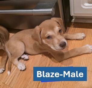 Blaze - Americana Litter, adopted, Young Male Yellow Labrador Retriever.