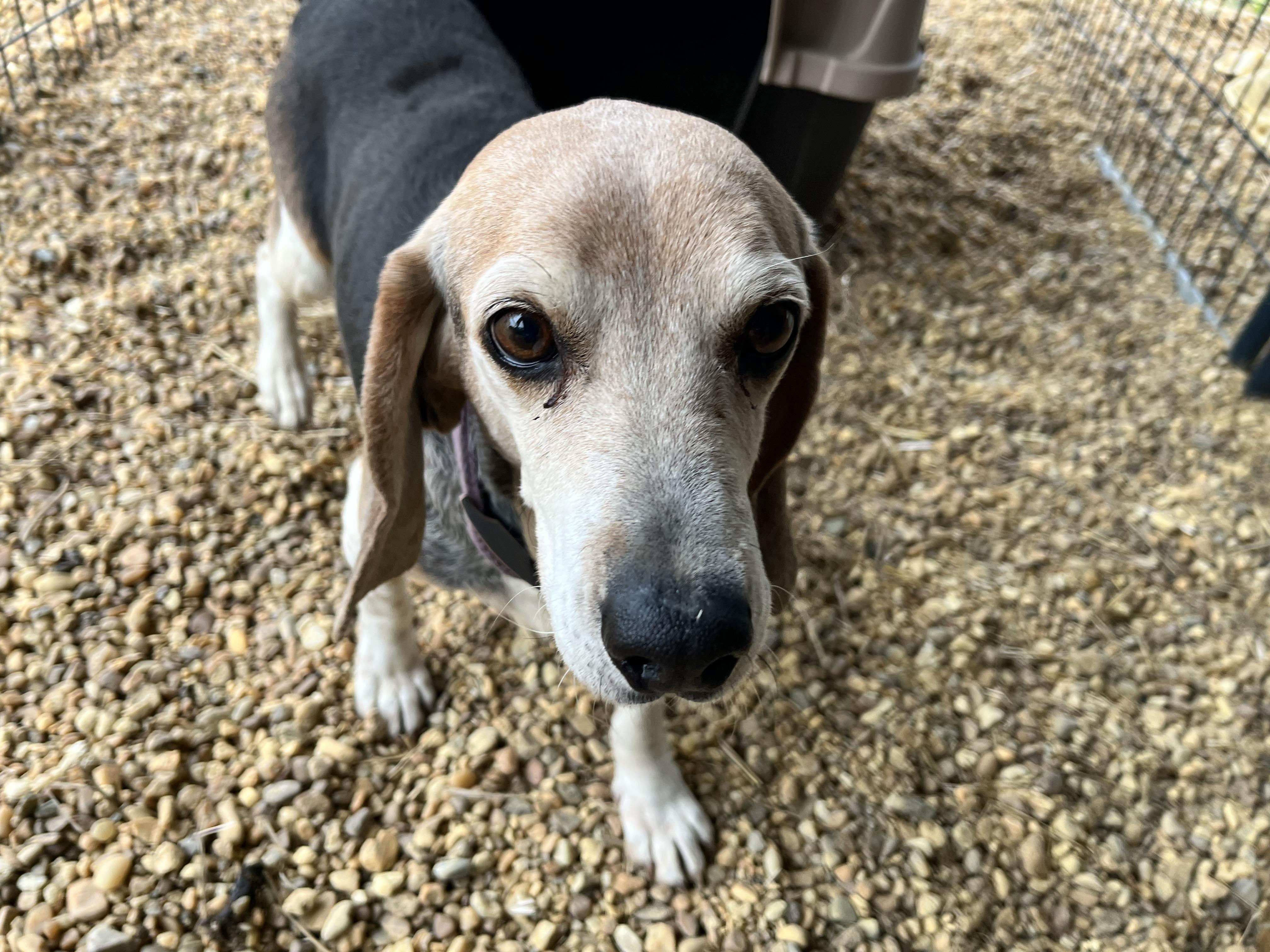 Enlarge Hank, a ADOPTABLE Beagle in Charles City, VA image 3/5