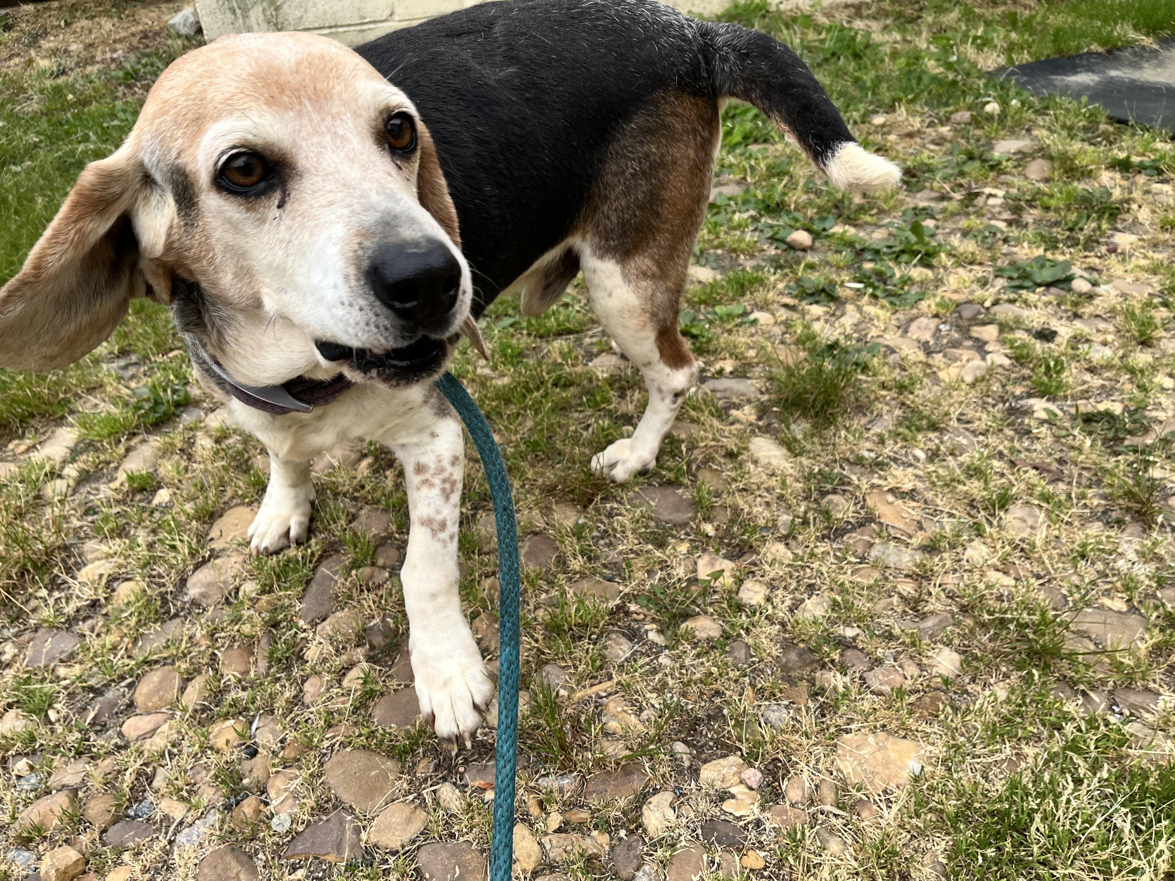 Enlarge Hank, a ADOPTABLE Beagle in Charles City, VA image 4/5
