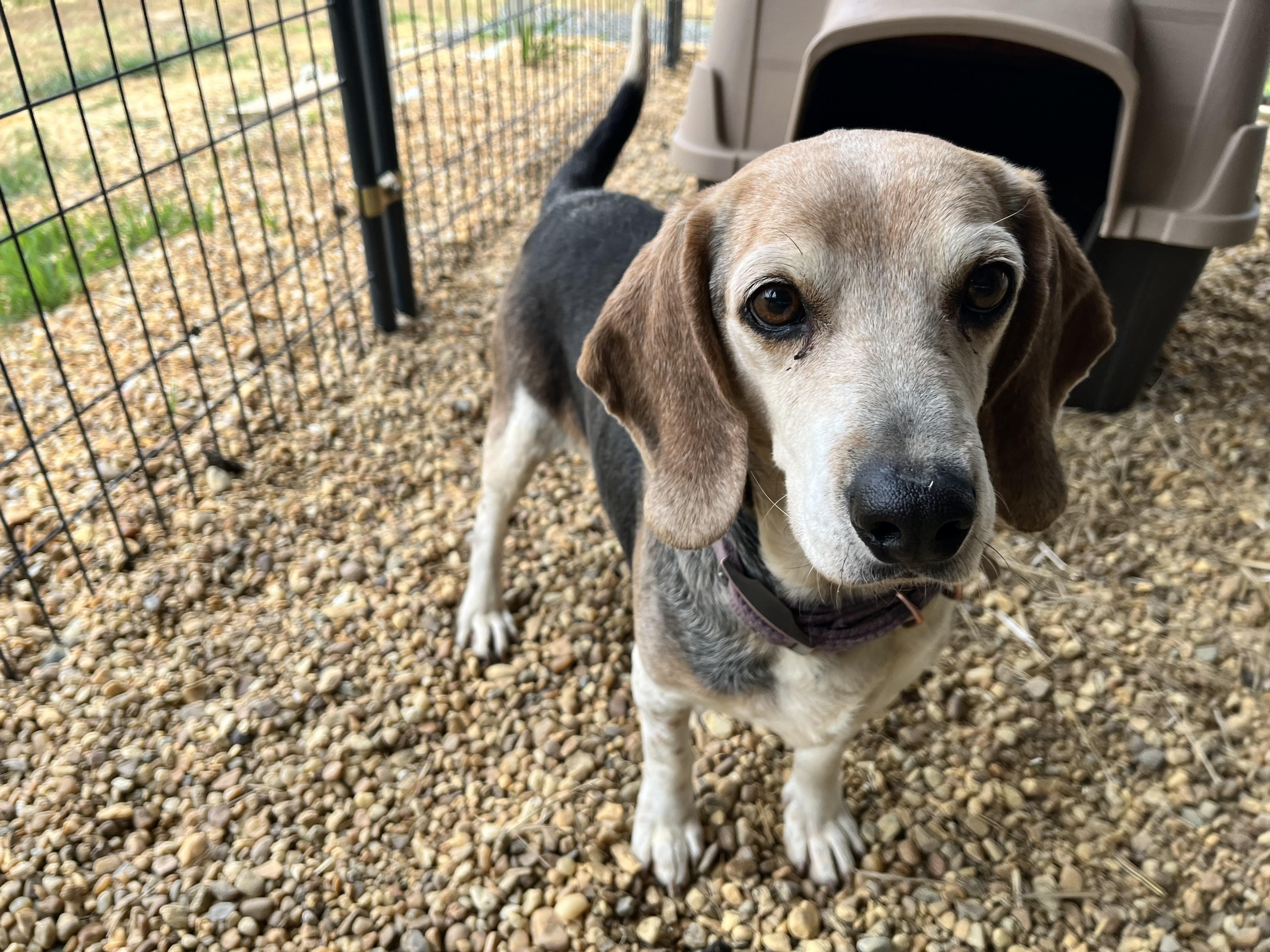 Enlarge Hank, a ADOPTABLE Beagle in Charles City, VA image 2/5
