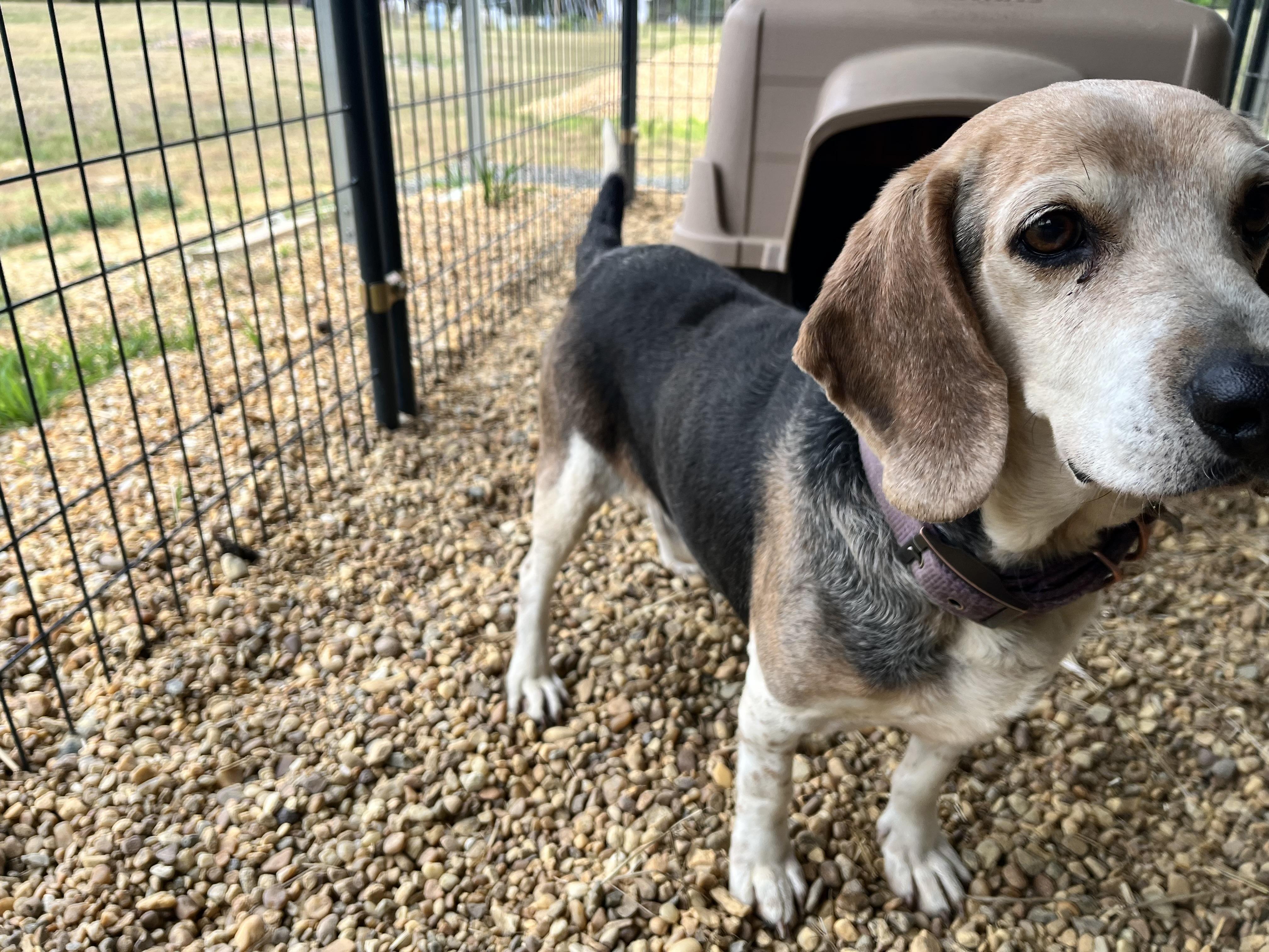 Enlarge Hank, a ADOPTABLE Beagle in Charles City, VA image 5/5