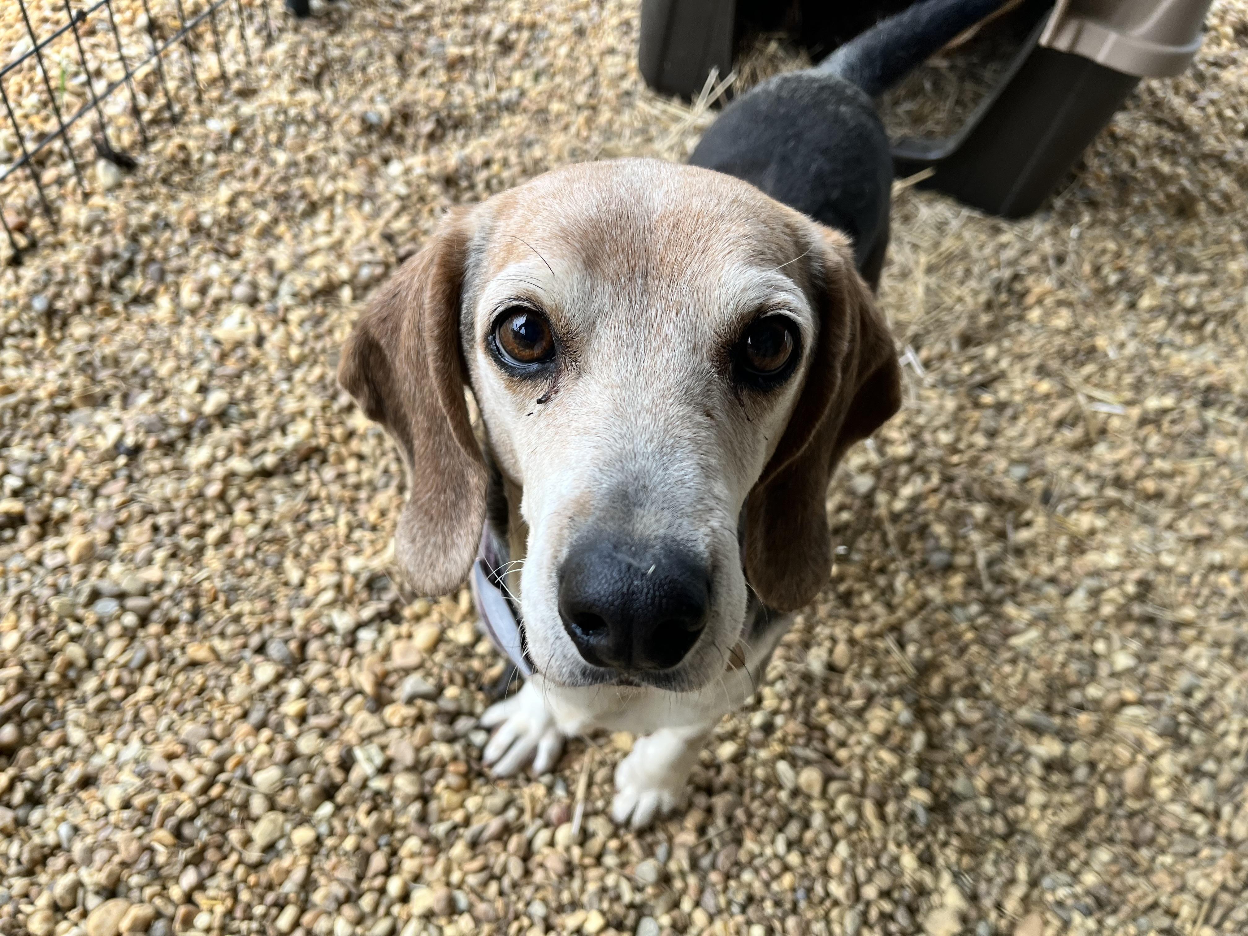 Hank, ADOPTABLE, Senior Male Beagle.
