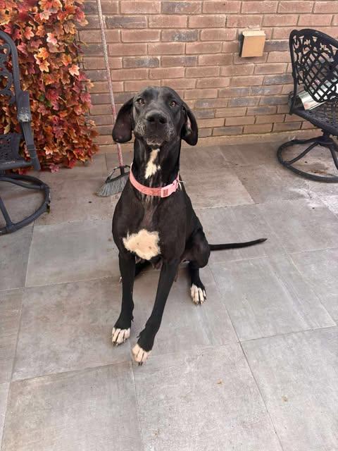 Becky Rose, an adoption pending Great Dane in Houston, TX image 2/4