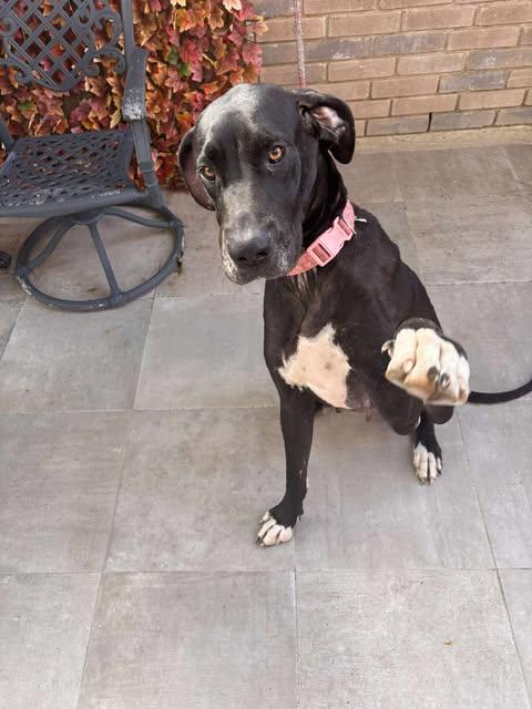 Becky Rose, Adoptable, Adult Female Great Dane.